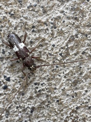 Enaphalodes taeniatus