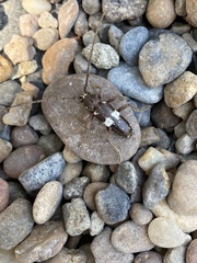 Enaphalodes taeniatus