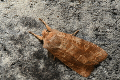 Lithophane semiusta