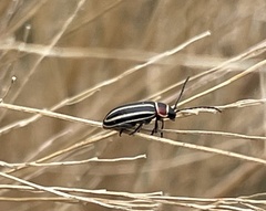 Disonycha pensylvanica