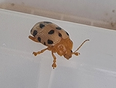 Podontia quatuordecimpunctata