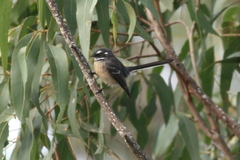 Rhipidura albiscapa alisteri