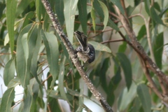 Rhipidura albiscapa alisteri