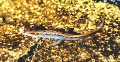 Desmognathus carolinensis