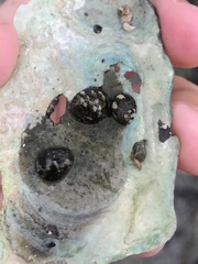 Nerita scabricosta