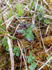 Pedicularis parviflora