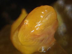 Liparis mucosus