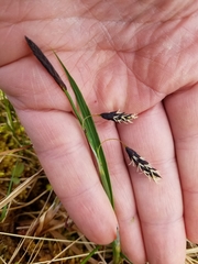 Carex pluriflora