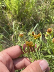 Helenium microcephalum