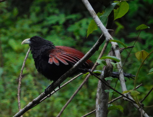 Green-billed Coucal (Centropus chlororhynchos)