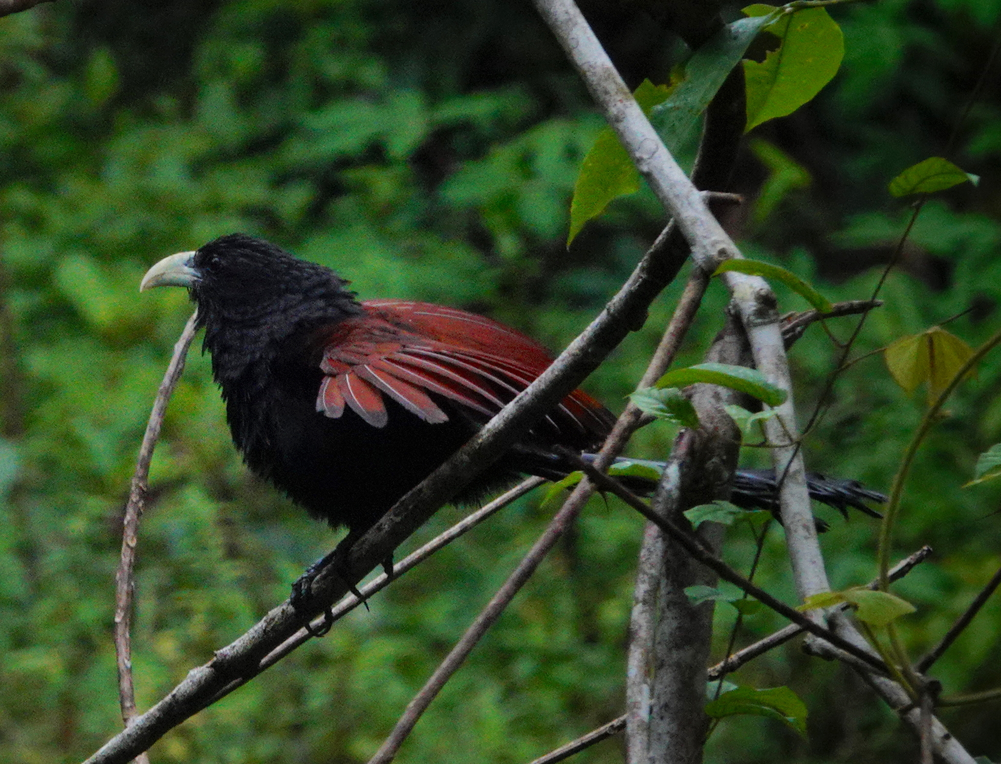 Green-billed Coucal (Centropus chlororhynchos), photo 3