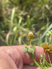 Helenium microcephalum