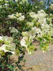 Bougainvillea