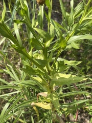 Helenium microcephalum