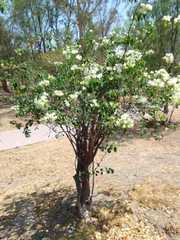 Bougainvillea