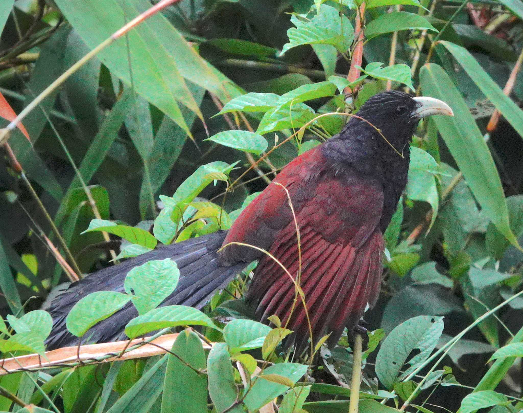 Green-billed Coucal (Centropus chlororhynchos), photo 4
