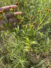 Helenium microcephalum