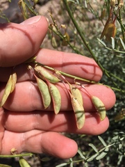 Astragalus filipes