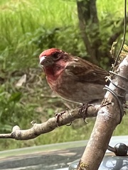 Haemorhous purpureus californicus