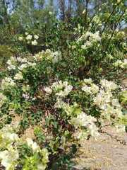 Bougainvillea