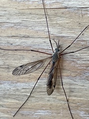 Tipula metacomet
