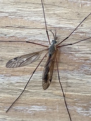 Tipula metacomet