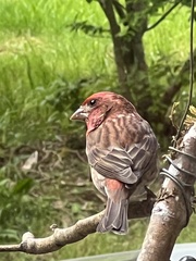 Haemorhous purpureus californicus