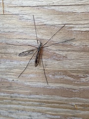 Tipula metacomet