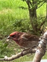 Haemorhous purpureus californicus
