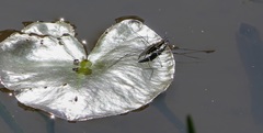 Aquarius conformis