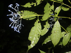 Faramea multiflora