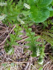 Oreopteris quelpartensis