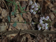 Cardamine douglassii