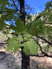 Acer grandidentatum