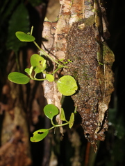 Peperomia silvivaga
