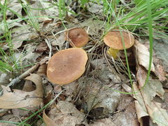Aureoboletus roxanae