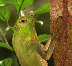 Lyriocephalus scutatus