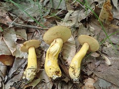 Aureoboletus roxanae