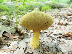 Aureoboletus roxanae