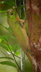 Lyriocephalus scutatus