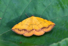 Hemeroplanis scopulepes