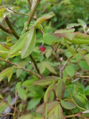 Vaccinium alaskaense