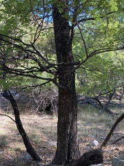 Acer grandidentatum
