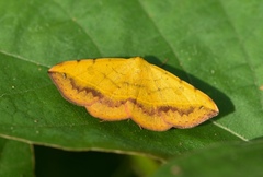 Hemeroplanis scopulepes