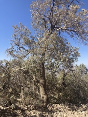 Quercus hypoleucoides