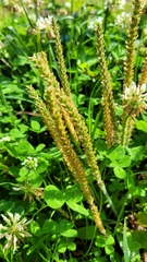 Plantago