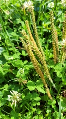 Plantago