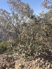 Quercus hypoleucoides