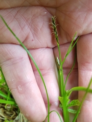 Carex anthoxanthea