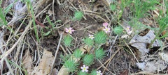 Leptosiphon ciliatus